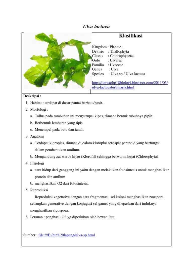 Ulva Lactuca | PDF