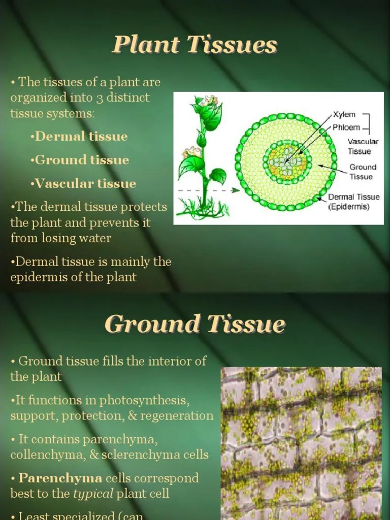 Tissues | PDF | Plant Stem | Tissue (Biology)