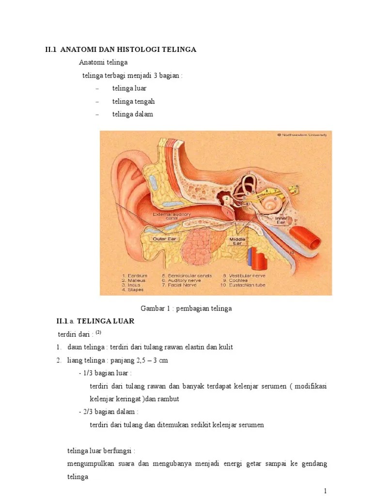 Tuli Perseptif | PDF