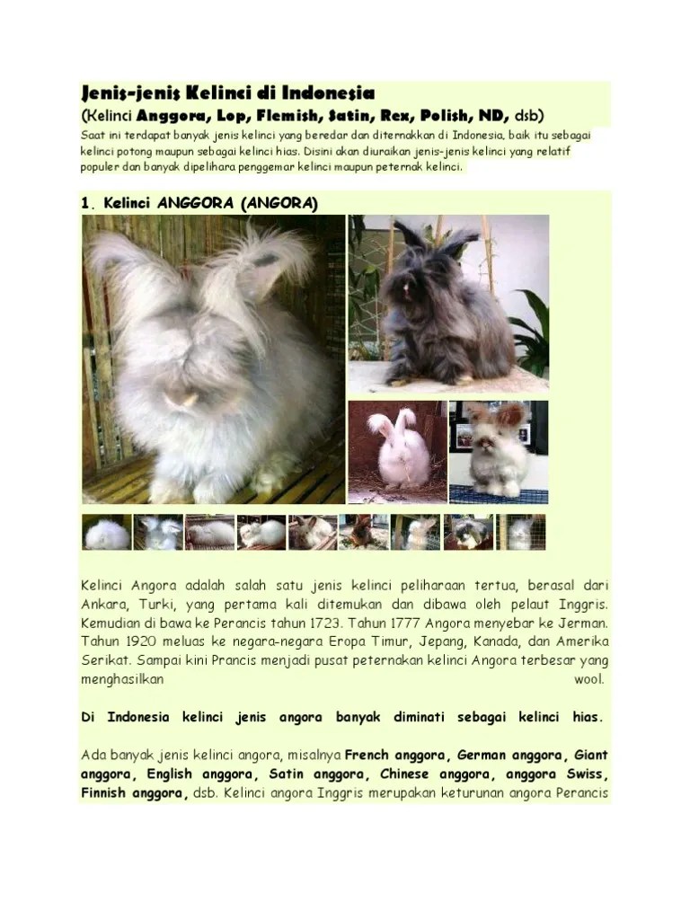 Jenis Kelinci Di Indonesia | PDF