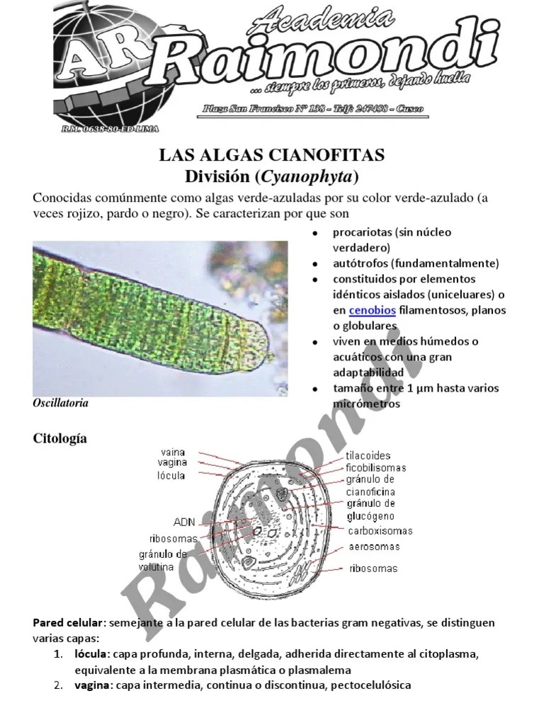 Las Algas Cianofitas | PDF | Cianobacterias | Citoplasma