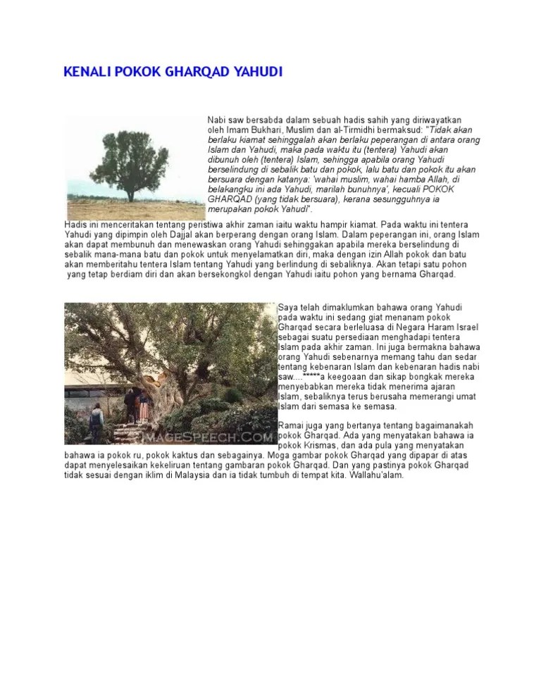 Israel serius dalam penanaman ghorqod. Kenali Pokok Gharqad Yahudi Pdf