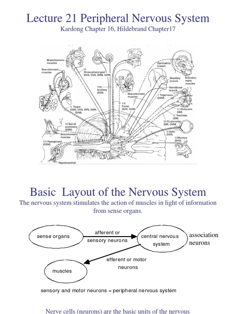 21 - Peripheral Nervous System | PDF | Nervous System | Neuron