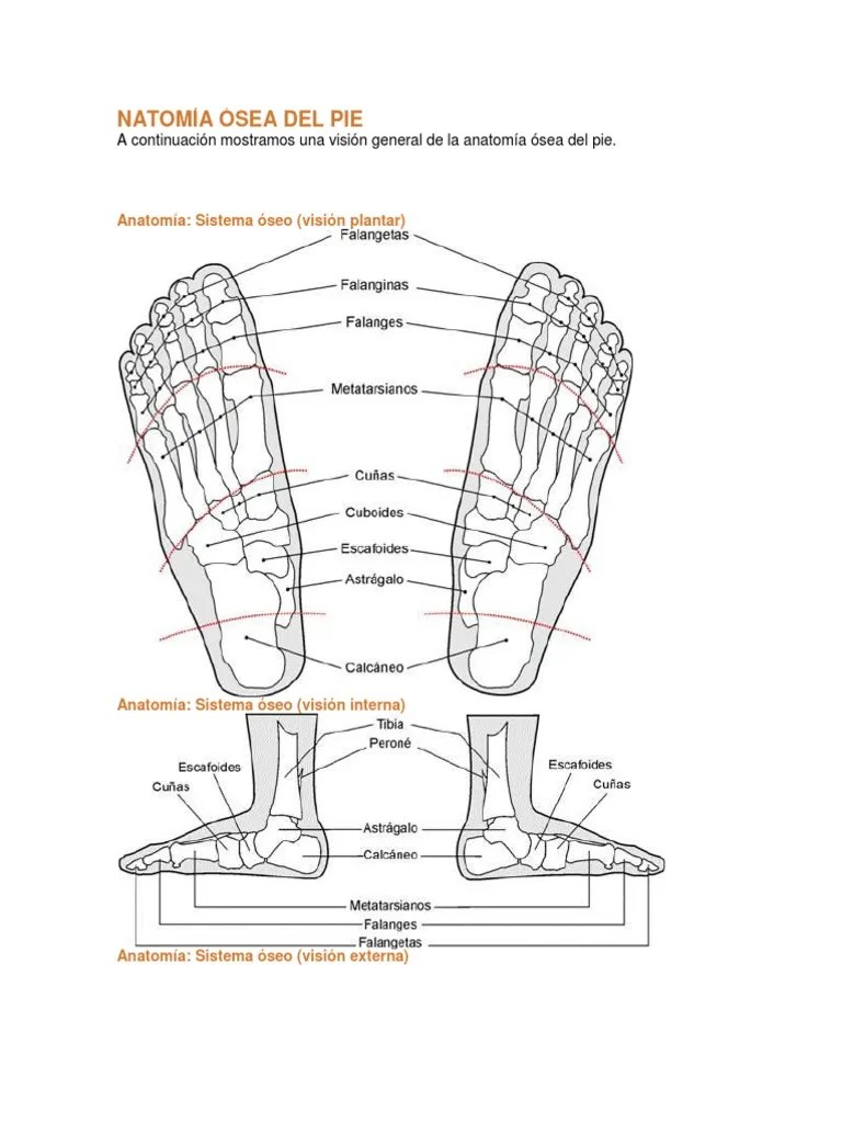Reflexologia Podal | PDF | Reflexología | Masaje