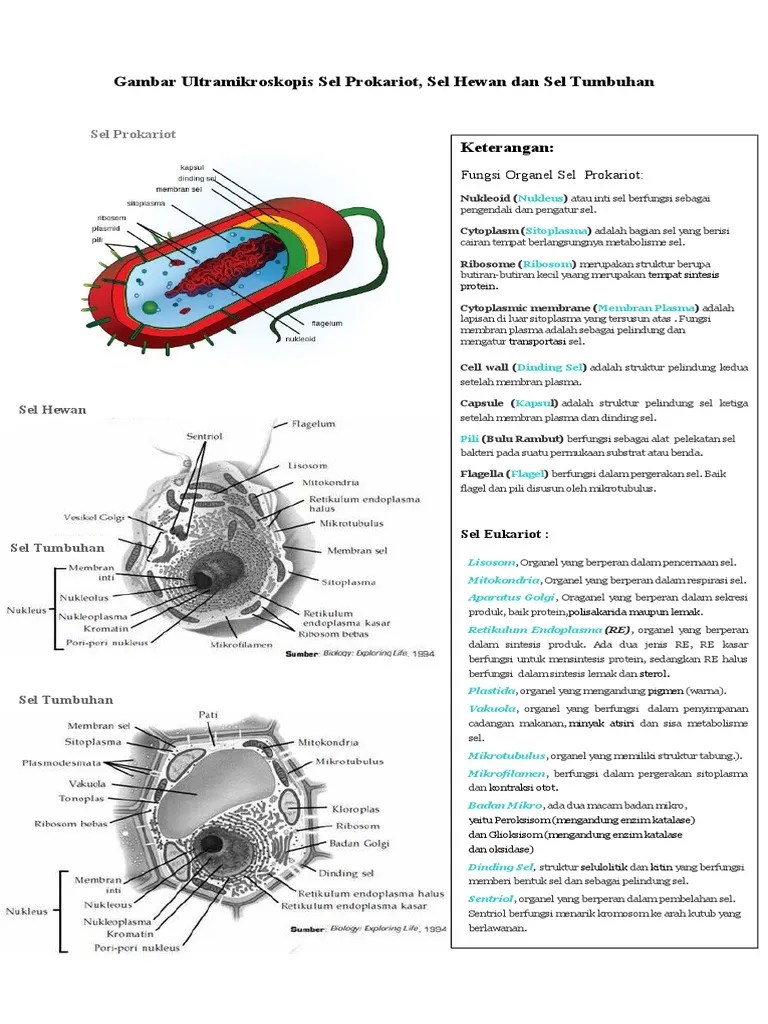 Chondriosome, mitochondrion, plural:mitochondria) merupakan organel tempat berlangsungnya fungsi respirasi sel . Gambar Ultramikroskopis Sel Prokariot Pdf