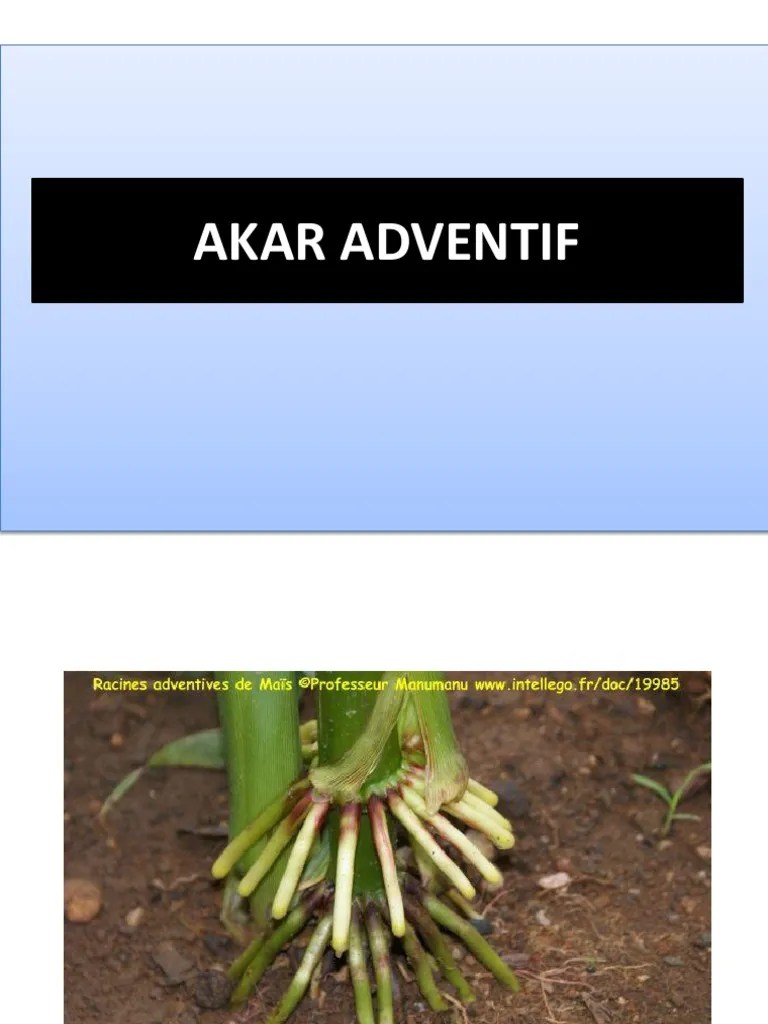 Akar Adventif | PDF