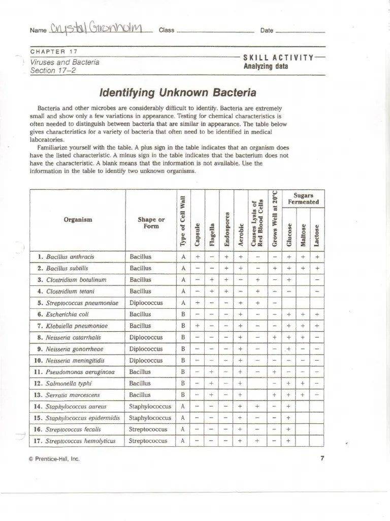 Identifying Unknown Bacteria | PDF | Bacillus | Bacteria