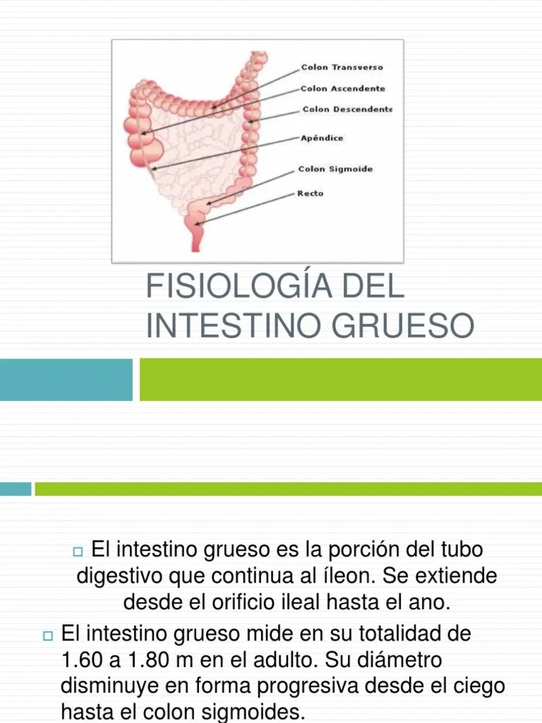 Anatomia Y Fisiologia Del Intestino Grueso | PDF | Intestino Grueso | Digestión