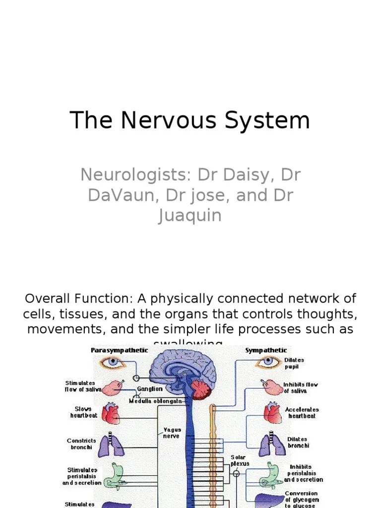 The Nervous System | PDF | Nervous System | Central Nervous System