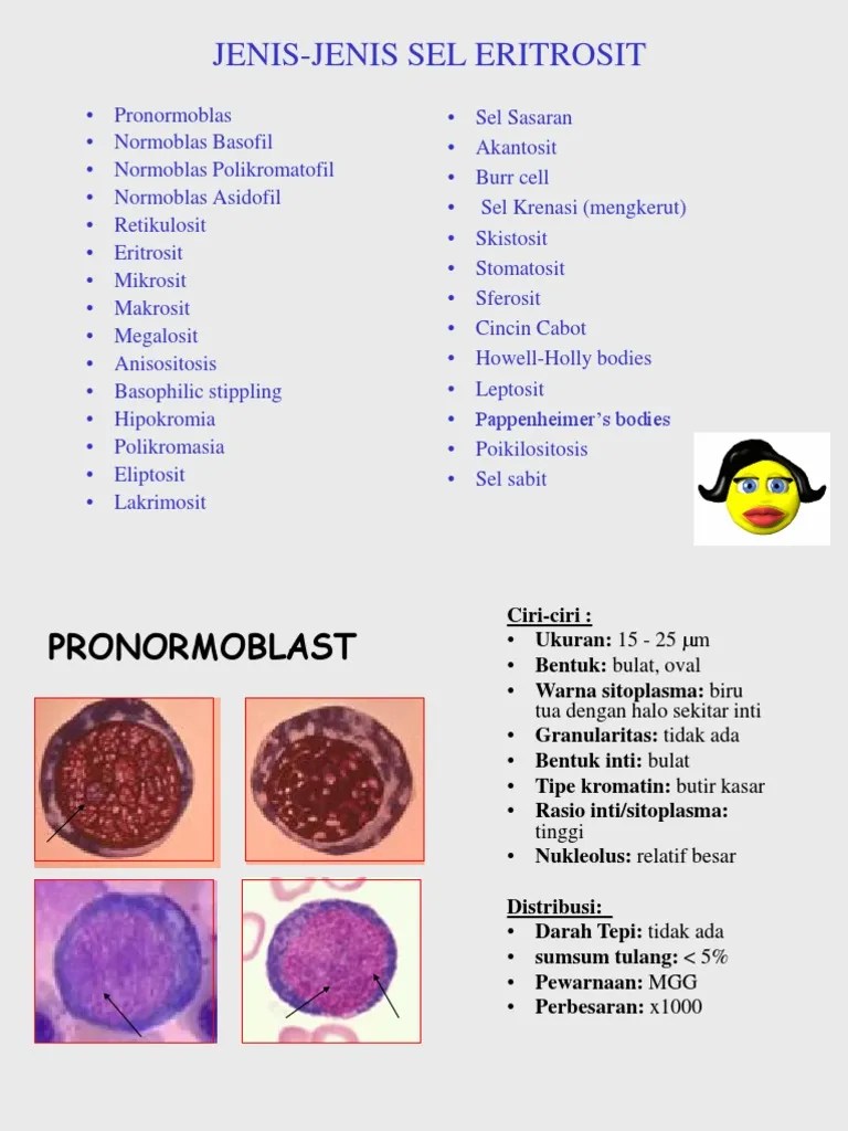 Pengertian, fungsi, ciri, jenis dan kekurangan adalah sel lain yang terdapat dalam darah. Ery H Tro Poiesis Pdf