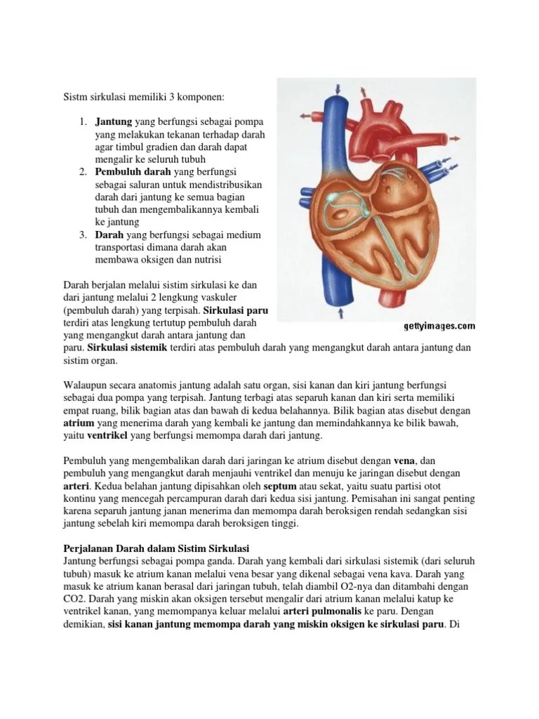 Bagian Jantung Yang Berfungsi Menerima Darah Bersih Dari Paru Paru Adalah -  Dapatkan Data