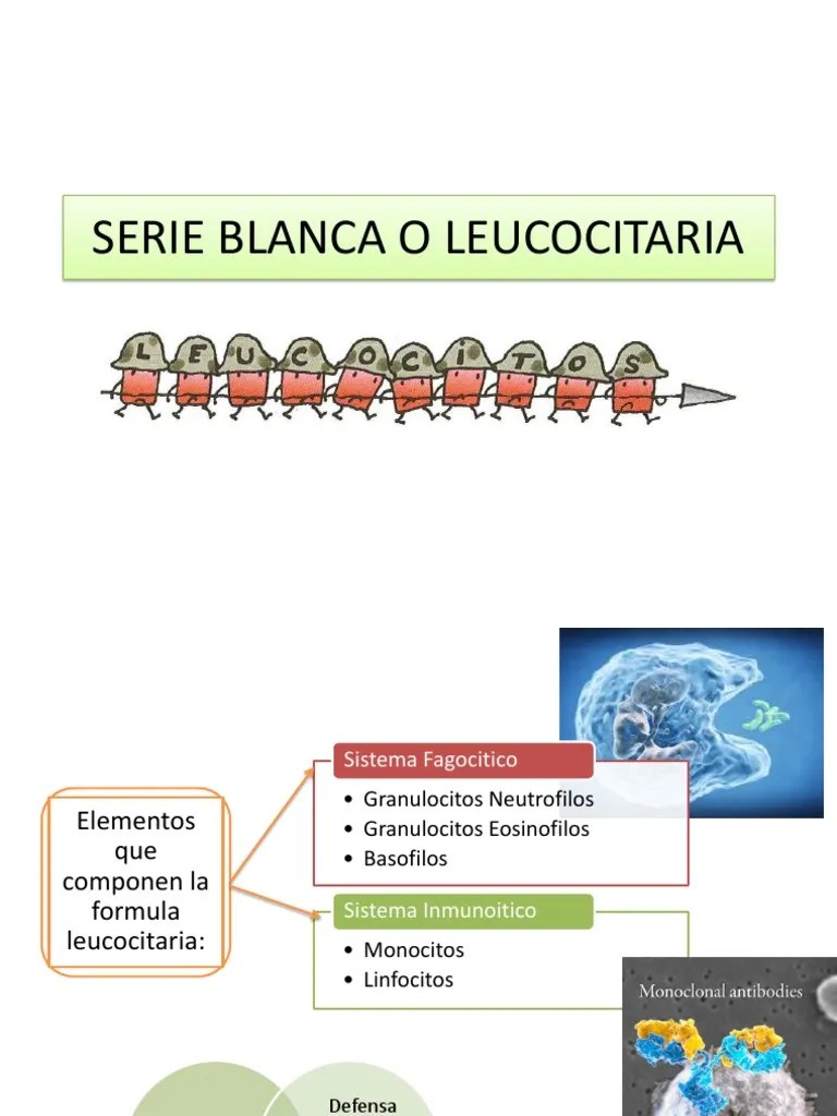 Leucocitos Semiologia | PDF | Leucocito | Especialidades Medicas