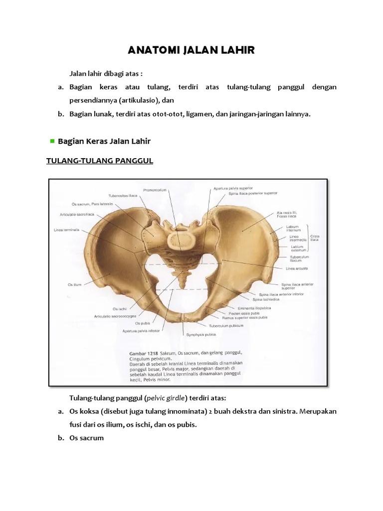 Anatomi Jalan Lahir | PDF