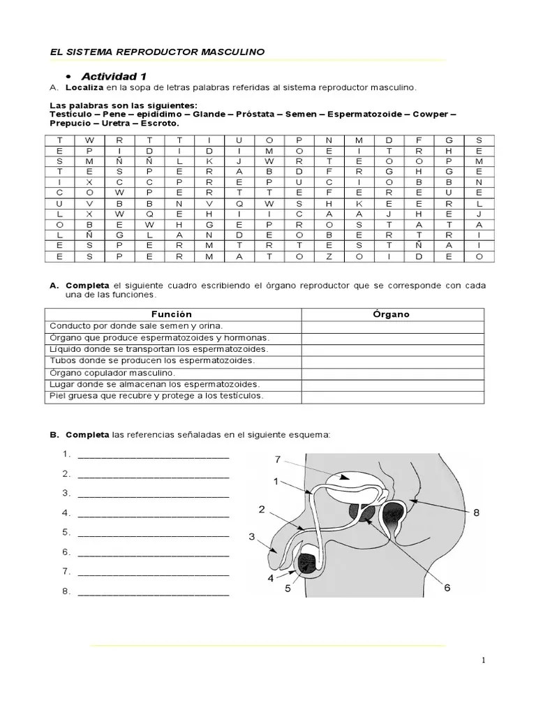 El Sistema Reproductor Masculino Y Femenino