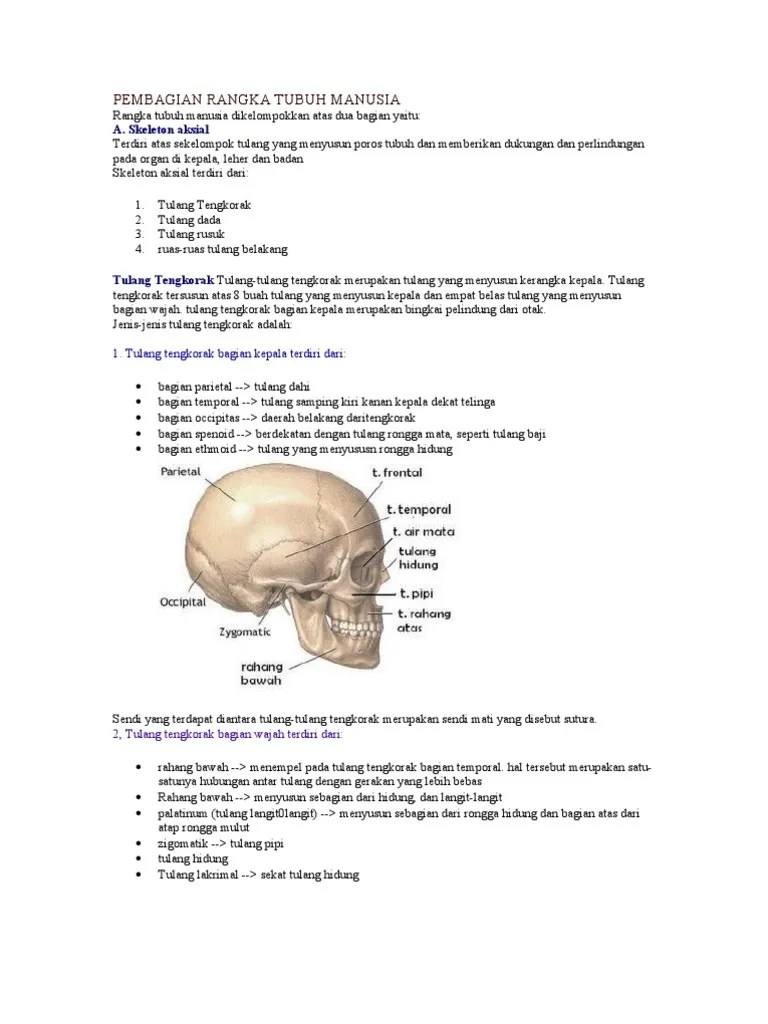 Pembagian Rangka Tubuh Manusia