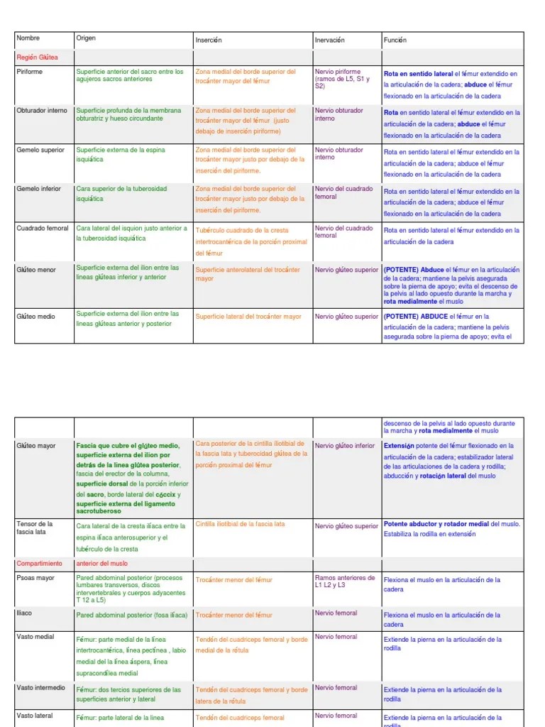 Músculos Miembro Inferior | PDF | Pie | Rodilla