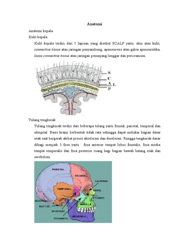 Anatomi (CEDERA KEPALA) | PDF