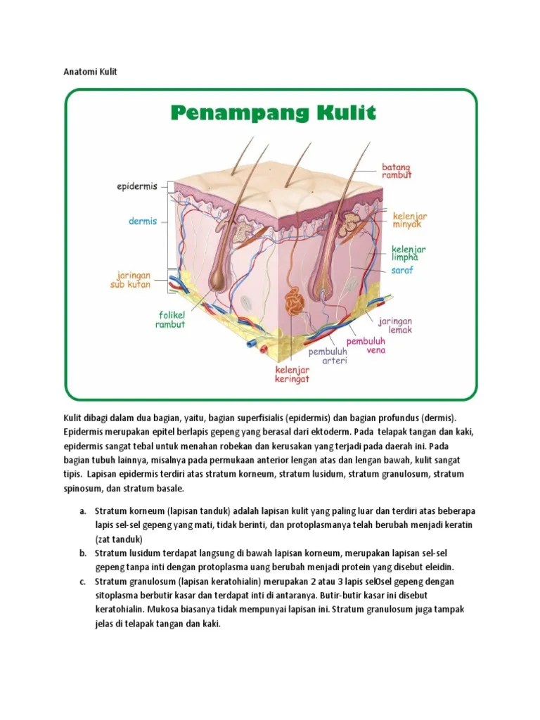 Anatomi Kulit | PDF