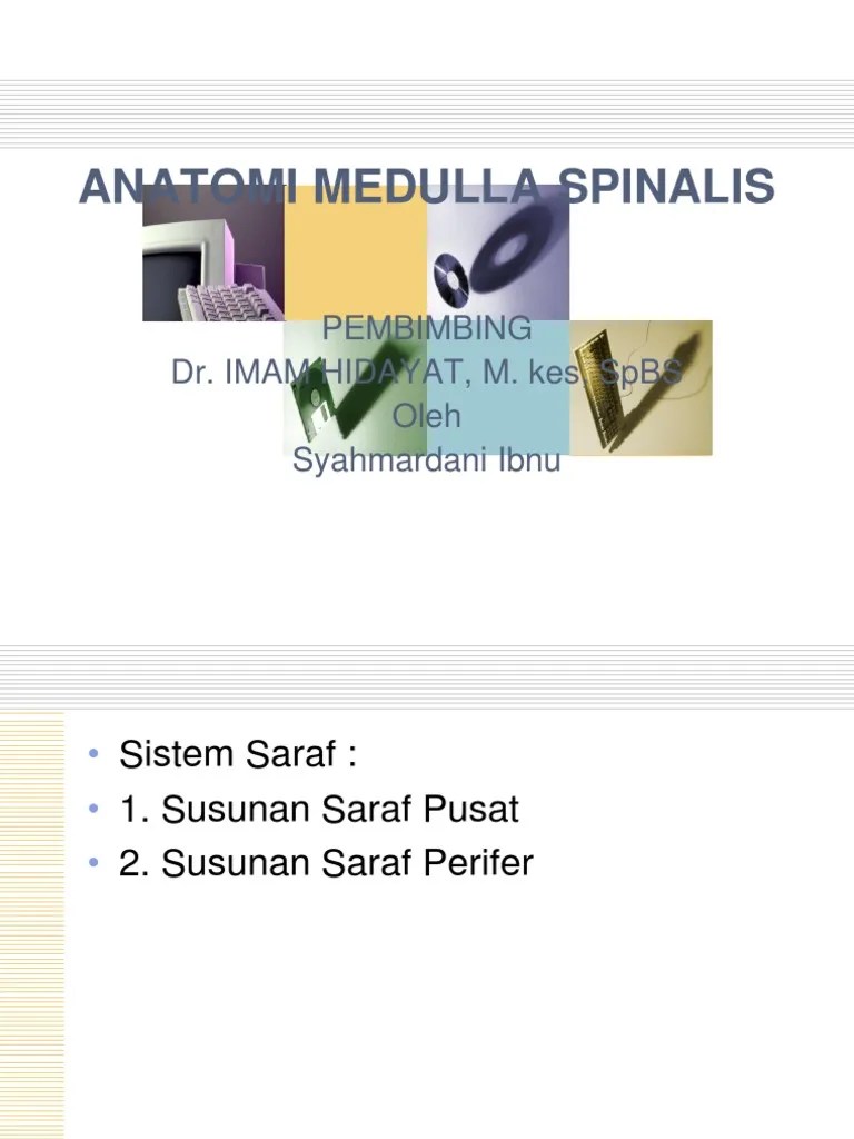 Medulla Spinalis | PDF