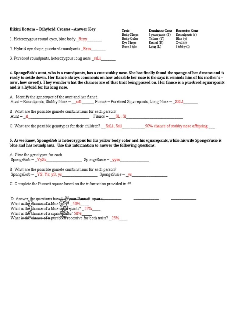 Spongebob Genetics Answer Key - Spongebob Dihybrid Answers | Genotype | Zygosity