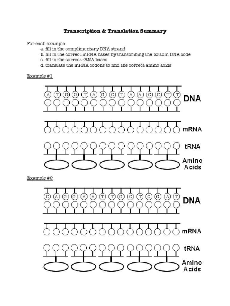 Transcription is the process by which dna is copied (transcribed) to mrna, which carries the information needed for protein synthesis. Transcription Translation Practice Worksheet Translation Biology Biosynthesis