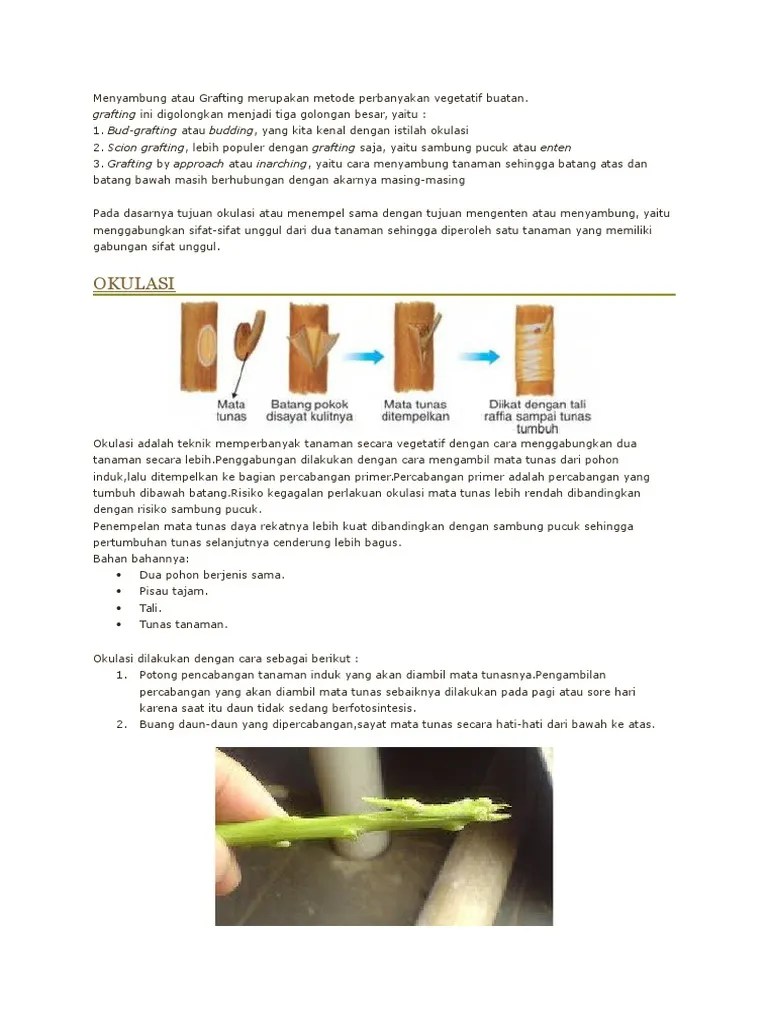 Menempelkan Mata Tunas Dari Satu Tanaman Ke Tanaman Lain Disebut Masnurul