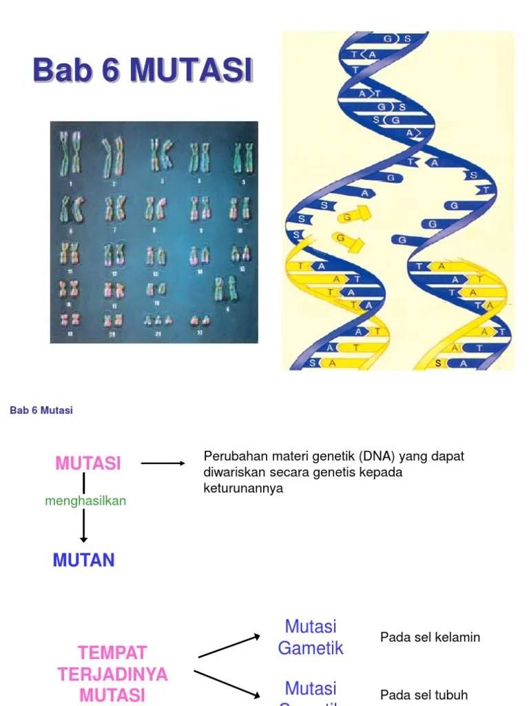 Bab 6 Mutasi Biologi | PDF