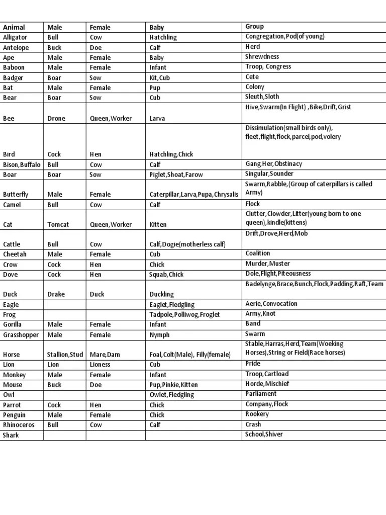 Animal Collective Nouns | PDF | Mare | Calf