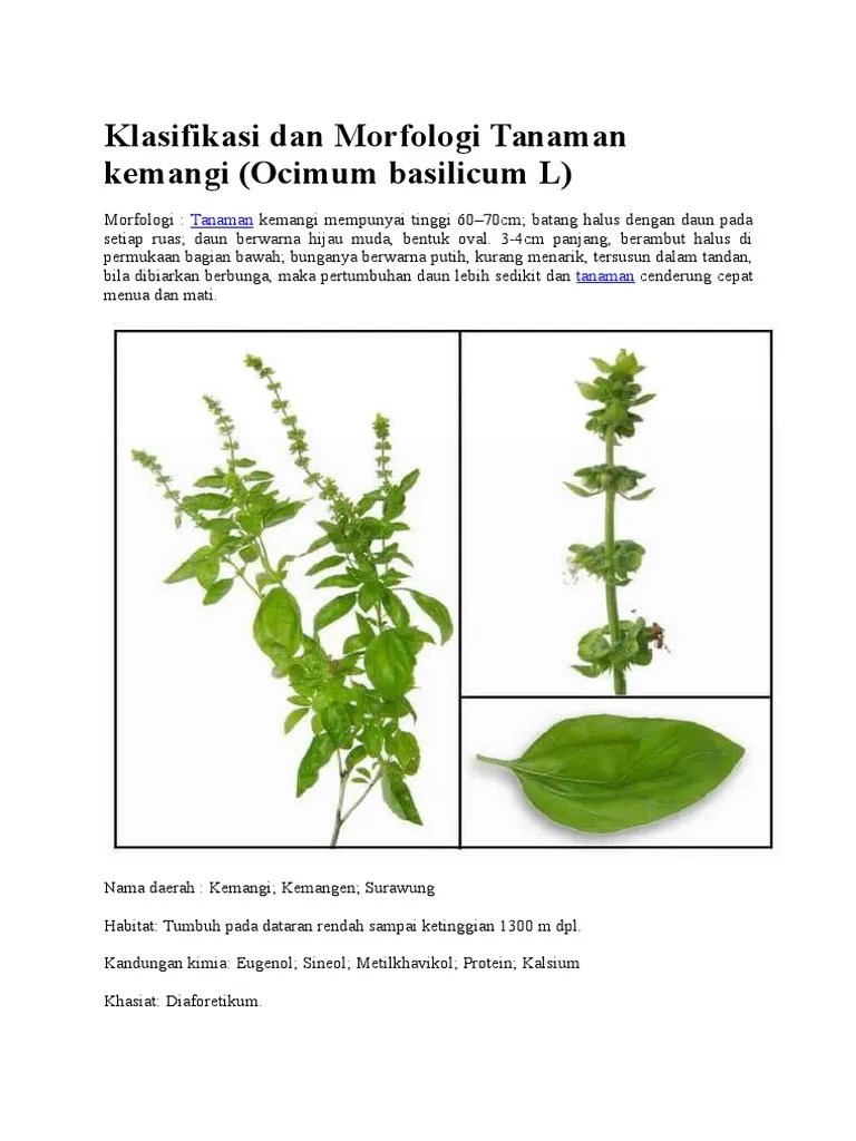 Klasifikasi Dan Morfologi Tanaman Kemangi | PDF