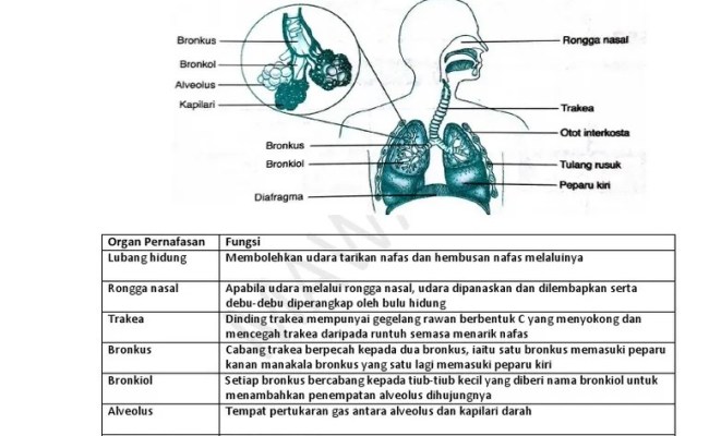 Baca versi flipbook dari buku teks sains tingkatan 4 kssm. Modul Sains Tingkatan 3 Bab 1 Otosection