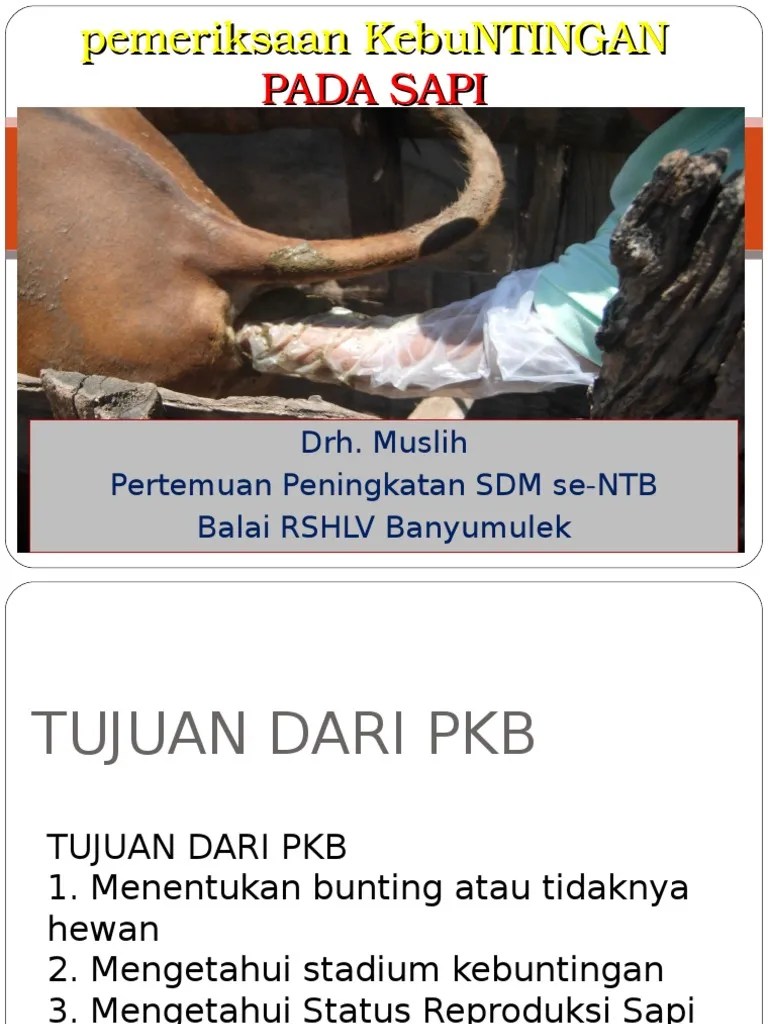 Pemeriksaan Kebuntingan Sapi Drh. Muslih | PDF