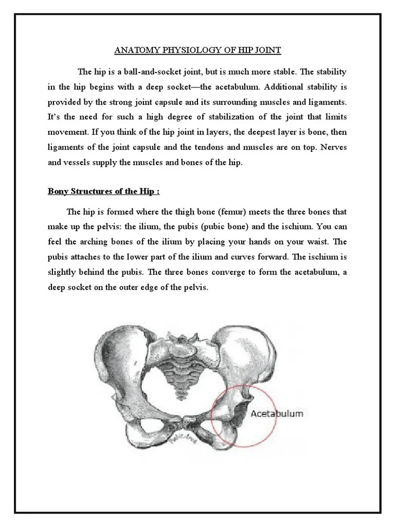 Anatomy Physiology Of Hip Joint | PDF | Hip | Human Leg