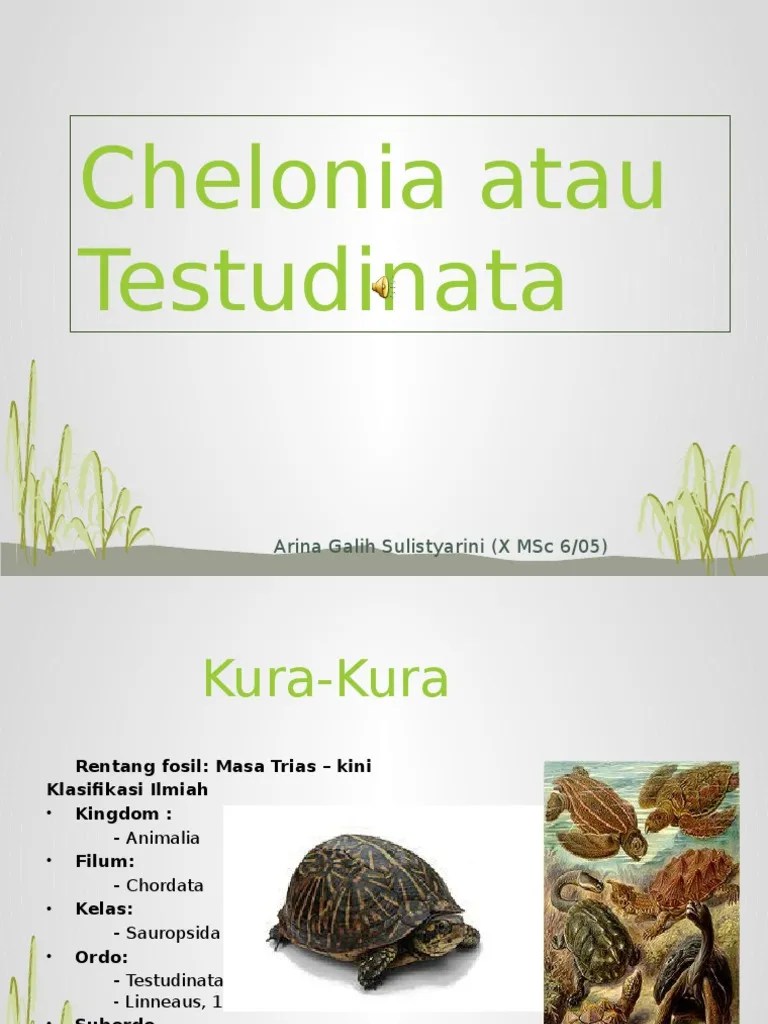Presentasi Biologi Testudinata | PDF
