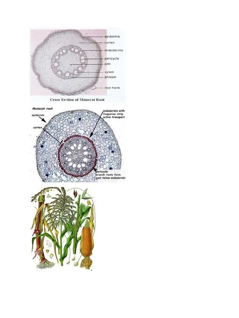 Akar zea mays · pada gambar diatas merupakan bagian silinder pusat. Batang Jagung Pdf