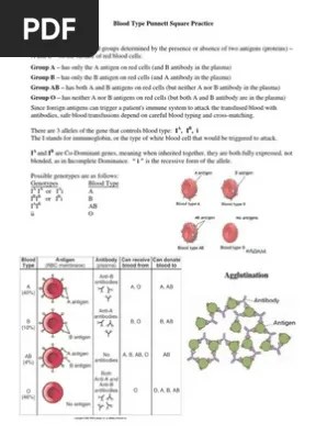 Blood typing reveals what type of blood you have. Blood Type Punnett Square Practice Pdf Blood Type Antibody