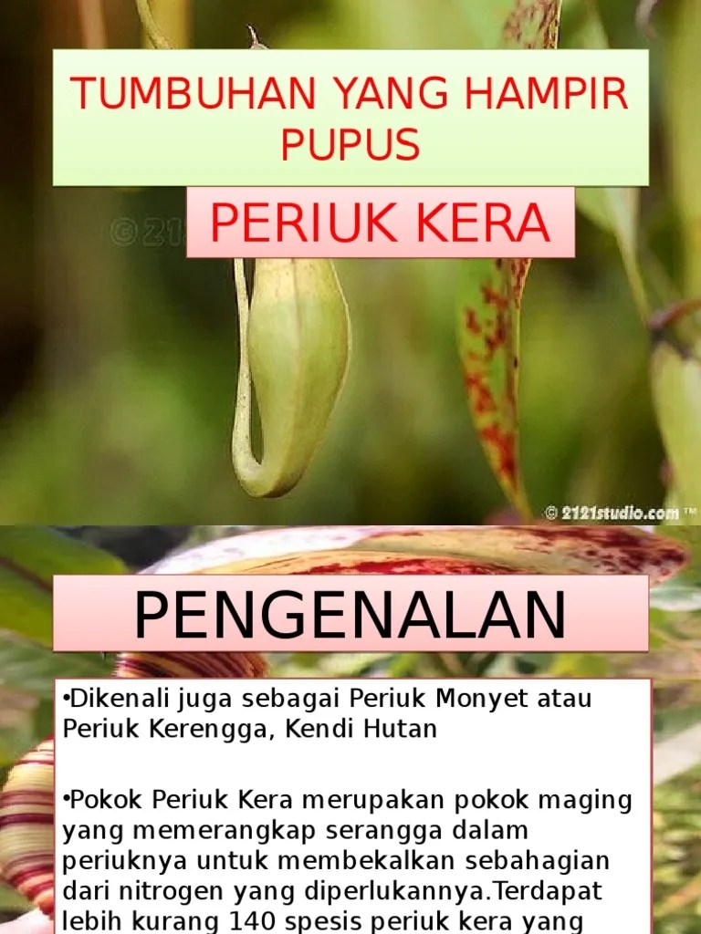 The copyright of the image is owned by the owner, this website only displays a few snippets of several keywords that are put together in a post summary. Periuk Kera