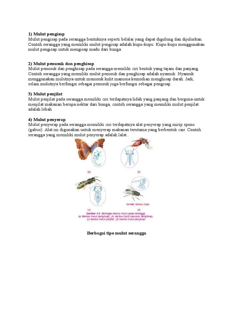 Adapun contoh serangga dari tipe metamonosis in; Tipe Tipe Mulut Pdf