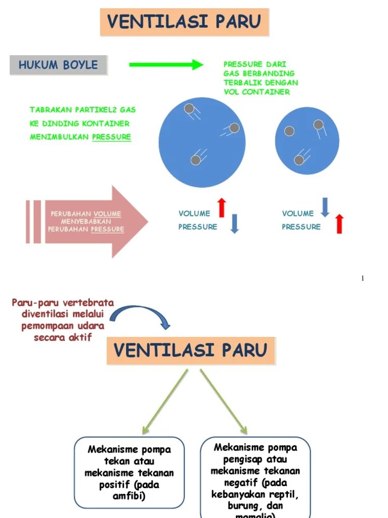 Sistem Ventilasi Paru-Paru | PDF