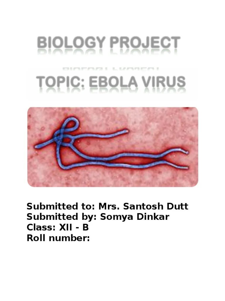 XII Student's Biology Project On Ebola Virus | PDF | Ebola Virus Disease | Infection