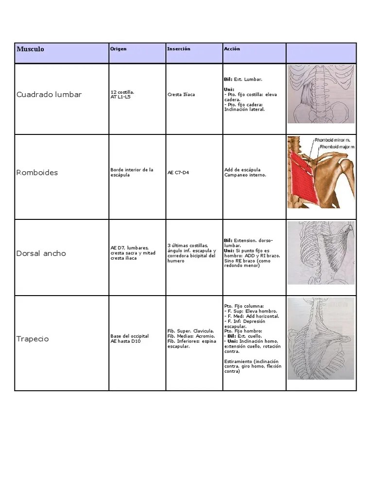 Musculos - Origen E Insercion | PDF | Codo | Hombro