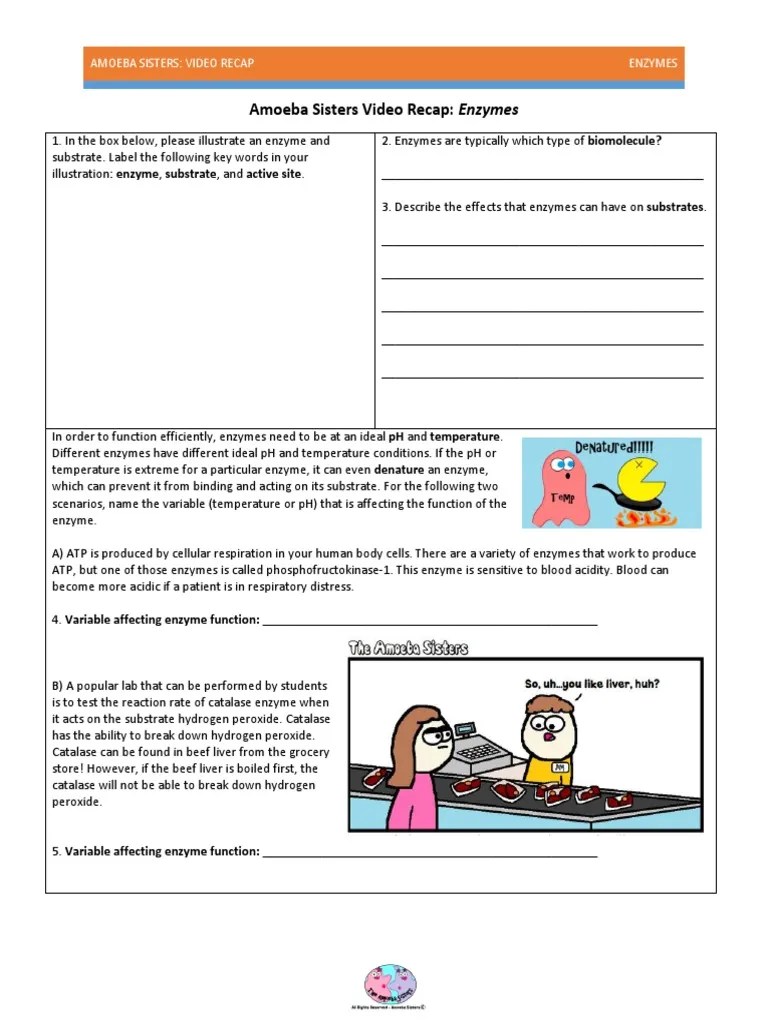 Then watch amoeba sisters succession and complete the worksheet. Video Recap Of Enzymes By Amoeba Sisters Pdf Catalase Enzyme