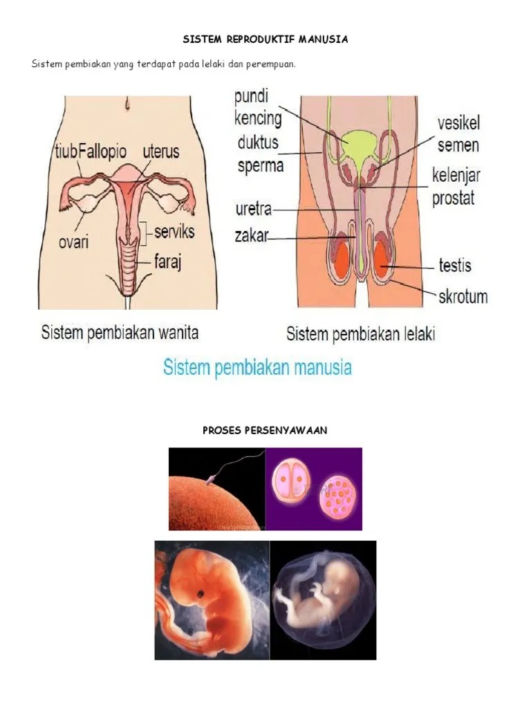 Sistem pembiakan perempuan selalu merupakan bahagian dalaman. Nota Pk Tahun 5