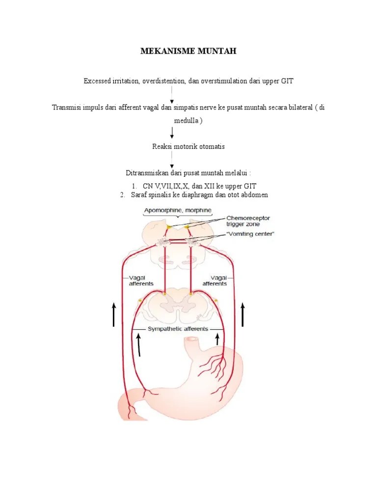 Mengalami mual muntah 4 diantaranya ibu mengalami hyperemesis gravidarum. Mekanisme Mual Muntah Pdf