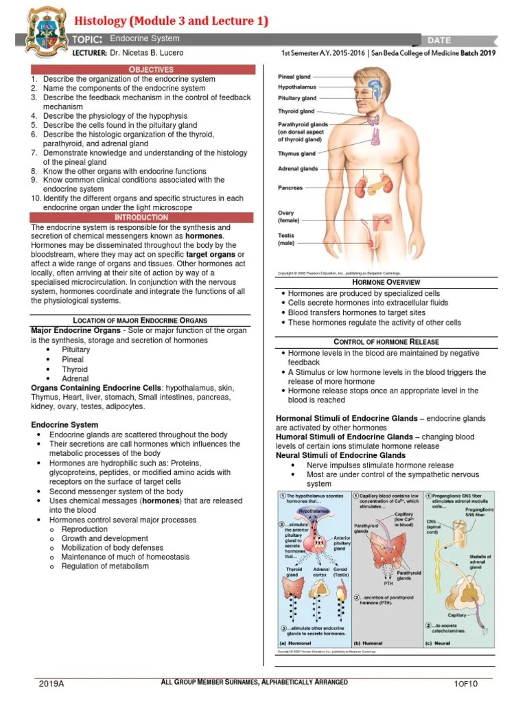 Histology Lec-11 Endocrine | PDF | Endocrine System | Pancreas
