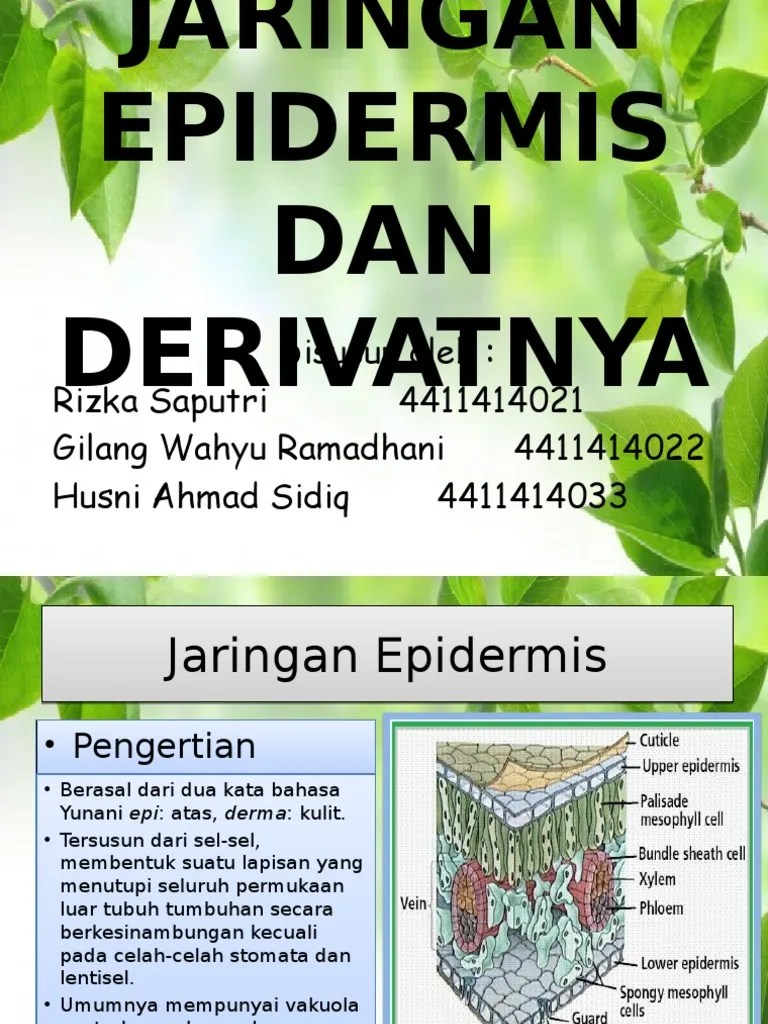 Epidermis | PDF