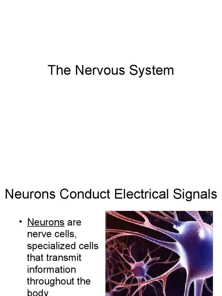 The Nervous System | PDF | Nervous System | Neuron