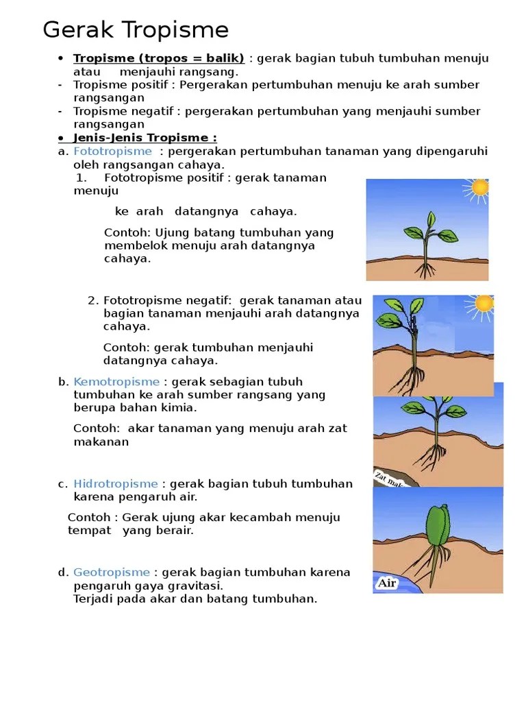 Gerak Tropisme | PDF