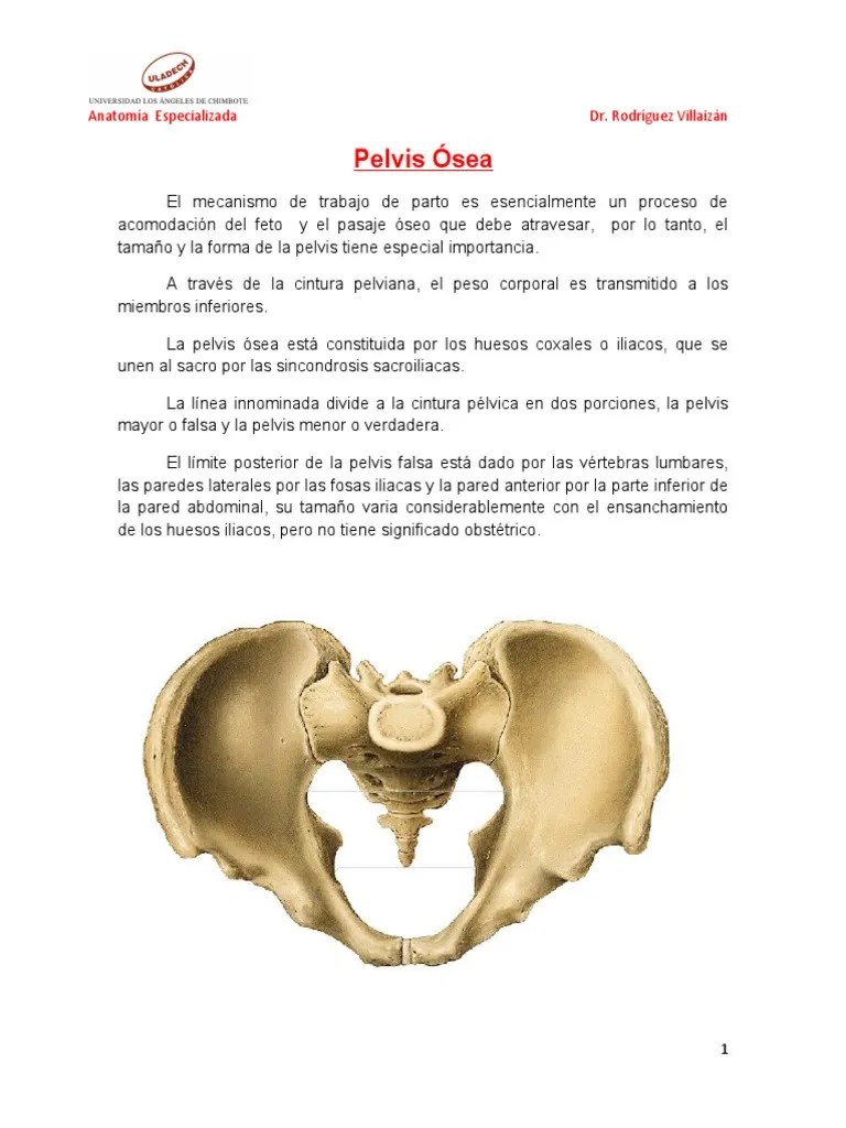 Pelvis | PDF | Pelvis | Anatomía Humana
