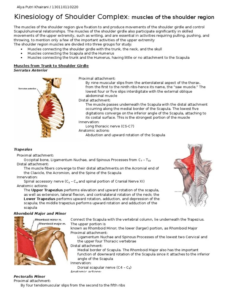 Kinesiology Of Shoulder Complex | PDF | Anatomical Terms Of Motion | Shoulder