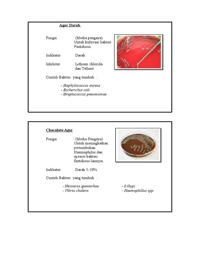 Agar Darah | PDF